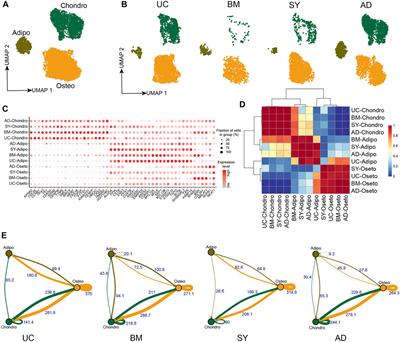 Cross-Tissue Characterization of Heterogeneities of Mesenchymal Stem Cells and Their Differentiation Potentials